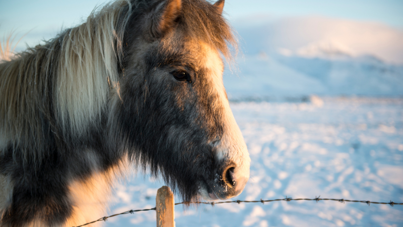 Icelandic Horse